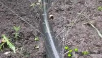 Шланг капельный GoldenSprey